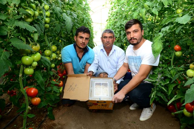 Canan Karatay'ın 'domates' eleştirilerine Kumlucalı üreticilerden sert tepki
