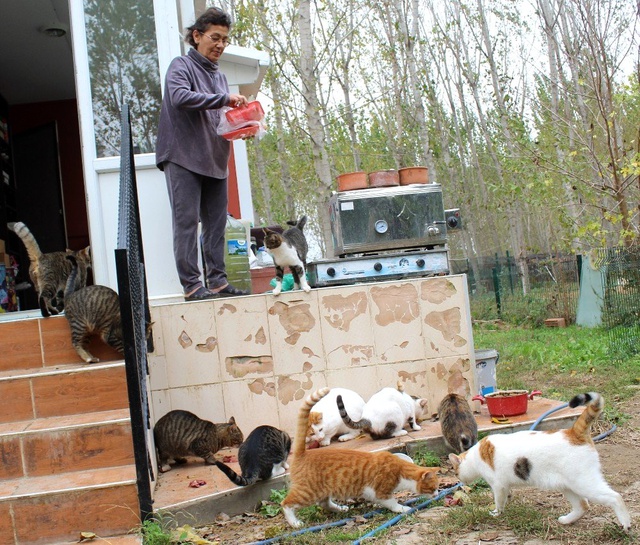 Emekli maaşını evinde baktığı 19 kedi ve 11 köpeğe harcıyor