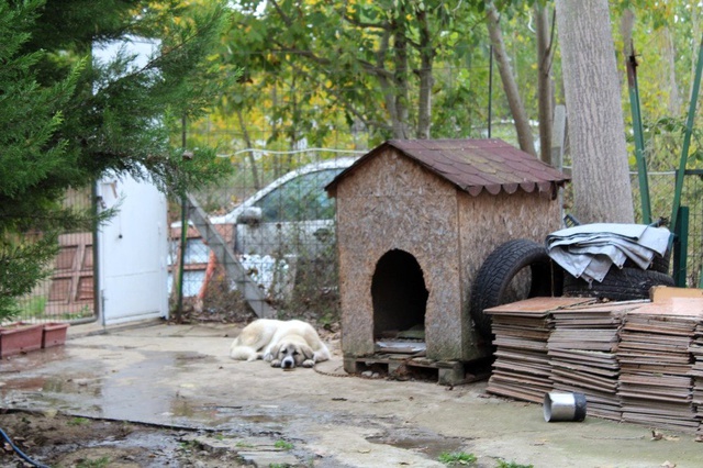 Emekli maaşını evinde baktığı 19 kedi ve 11 köpeğe harcıyor