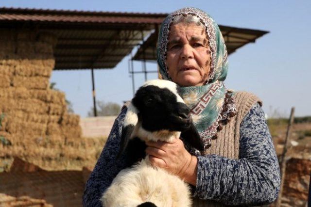 Adana'da 40 koyunu çalınan Ayşe Teyze, hırsızlara yalvardı: Ne olur koyunlarımızı geri getirin