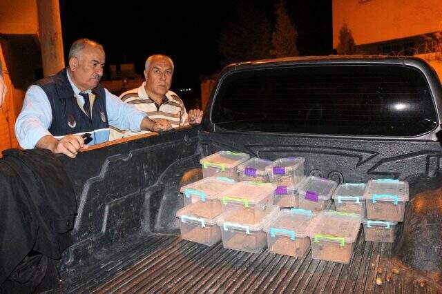 Mardin'de, bir evin bodrumunda 217 canlı akrep ele geçirildi Mardin'de, bir evin bodrumunda 217 canlı akrep ele geçirildi