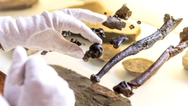 İki ayak üzerinde yürüyebilen en eski büyük insansı maymunun fosilleri bulundu