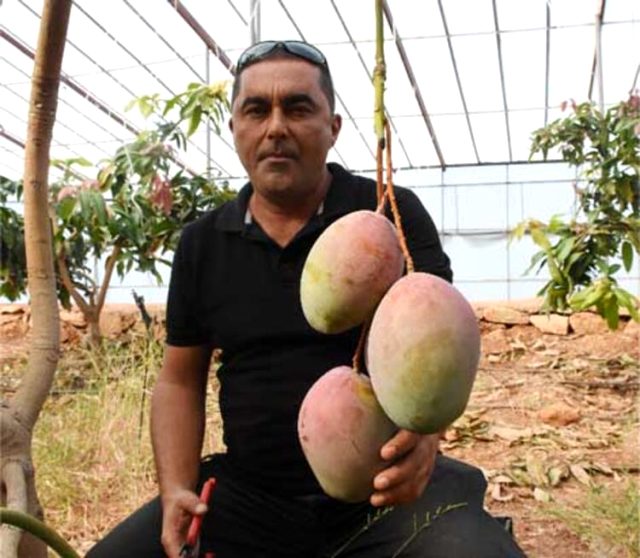 Tanesi 50 liraya satılan mango üreticinin yeni gözdesi oldu