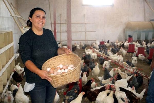 Karı-koca iş hayatını bırakıp köyde yumurta üretmeye başladı! Şimdi huzurla yaşıyorlar