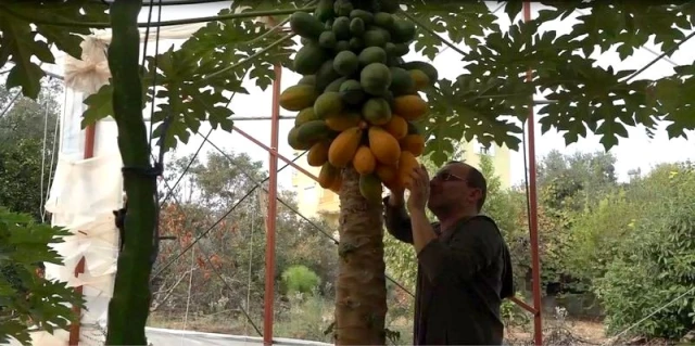 Okuduğu Yalnız Ada kitabından etkilenip papaya üretimine başladı
