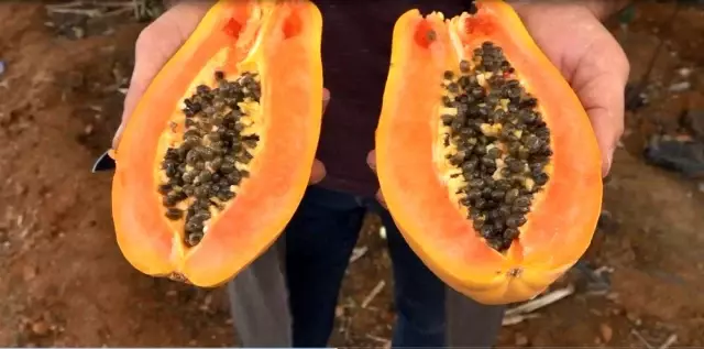 Okuduğu Yalnız Ada kitabından etkilenip papaya üretimine başladı