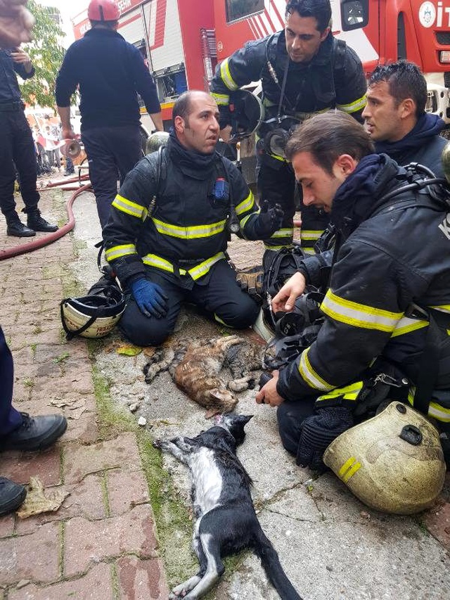 Yangında kedilerinin öldüğünü gören kadın sinir krizi geçirdi
