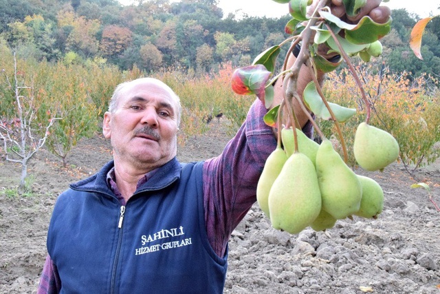 Armut ağacı 2 ay ara ile meyve verdi