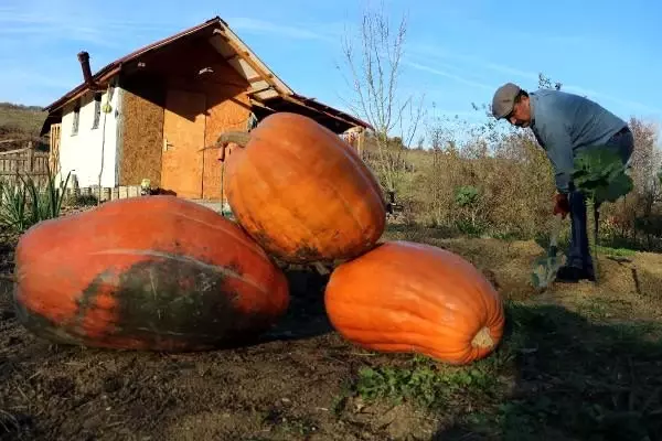 Hobi için diktiği kabaklar 40 kiloya ulaştı