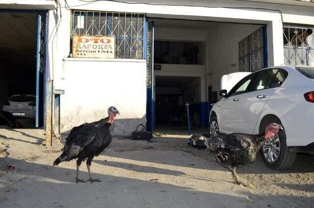 Kesmek için aldığı hindilere kıyamayınca sanayide çiftlik kurdu