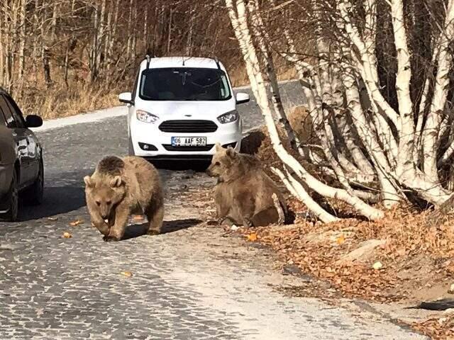 Bitlis'in maskotu ayılar kavurmayla besleniyor