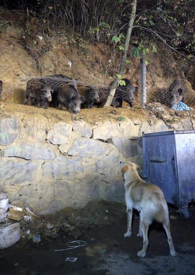 İstanbul'da yaban domuzları şehre indi Sarıyer'de aç kalan yaban domuzları mahalleye indi: Mahalleli hayvanları ekmeklerle besledi