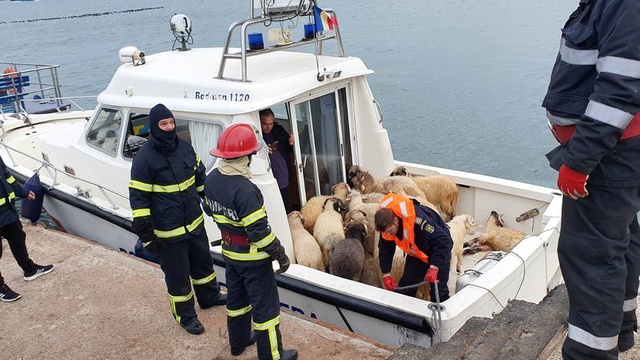 Karadeniz'de alabora olan geminin ambarında 14 bin koyun mahsur kaldı