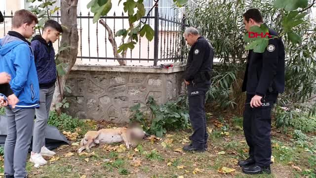 Lisede köpek katliamı! Korkunç manzaranın tanığı öğrenciler oldu