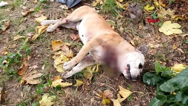 Lisede köpek katliamı! Korkunç manzaranın tanığı öğrenciler oldu