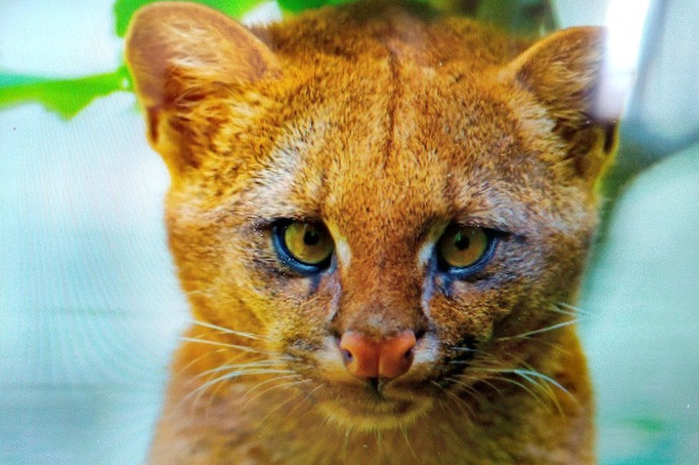 Eve getirdiği 'kedi yavruları' puma çıktı