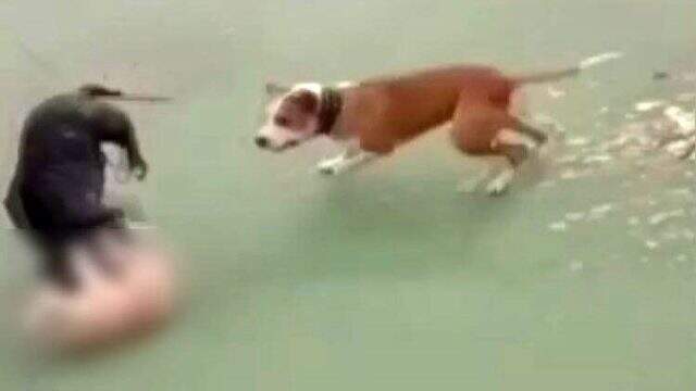İnsanlık dışı olay! Maganda, kediyi köpeklere parçalattı İnsanlık dışı olay! Maganda, kediyi köpeklere parçalattı