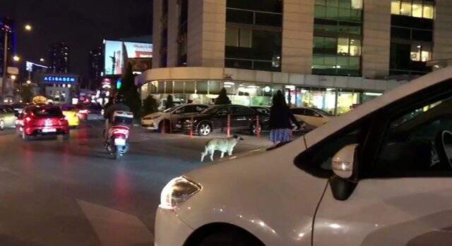 Yaya geçidinde bekleyen köpeği trafiği durdurup yolun karşısına geçen kadın sürücü kamerada Kadın sürücüden örnek hareket! Trafiği durdurup köpeği yolun karşısına geçirdi