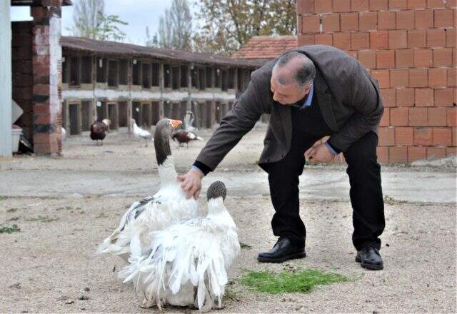 Dünyanın farklı ülkelerinden nadir bulunan tavukları getirdi, şimdi bütün dünyaya satıyor Dünyanın farklı ülkelerinden nadir bulunan tavukları getirdi, şimdi bütün dünyaya satıyor