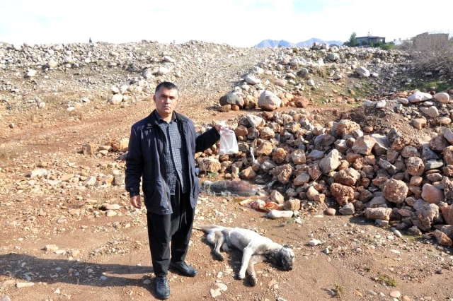 Bartın ve Gaziantep'te 7 köpek zehirlenerek telef edildi