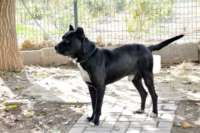 Şehit askerin peşinden hastaneye kadar giden köpek herkesi duygulandırdı