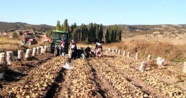 1 dönüm araziden 10 ton patates elde ettiler