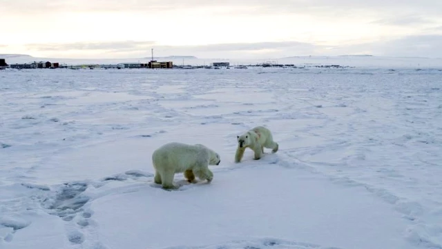 Rusya'da 50'den fazla kutup ayısı köye yaklaştı, okullara koruma verildi