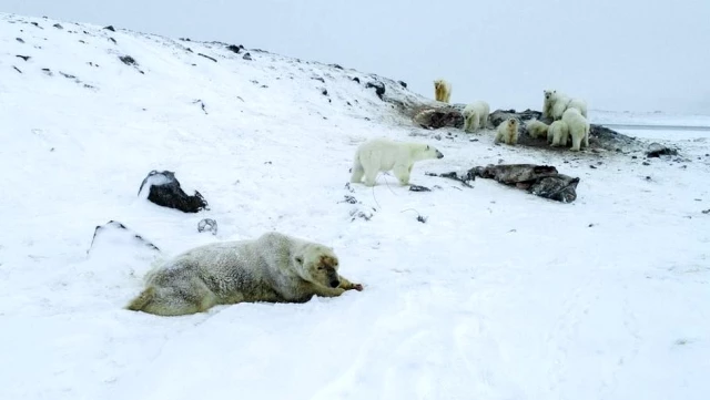 Rusya'da 50'den fazla kutup ayısı köye yaklaştı, okullara koruma verildi