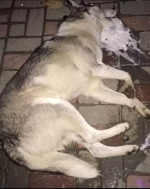 Mahalleli sokağa döküldü! Balıkesir'de sokak köpeklerini zehirlediler