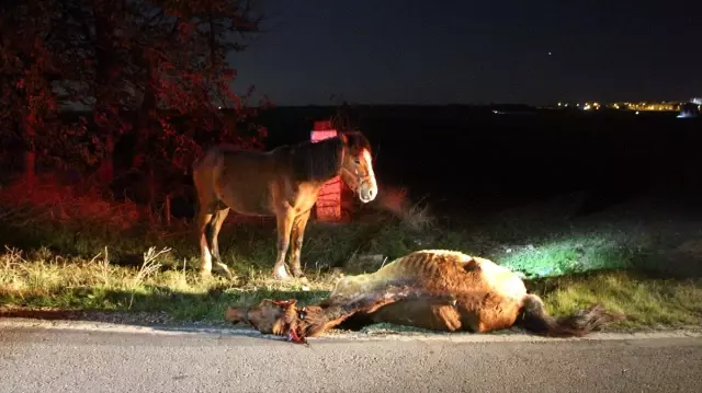 Telef olan arkadaşının başından bir an olsun ayrılmadı