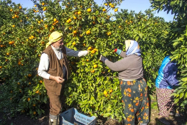 50 yıl önce Balıkesir'de hobi diye başlayan mandalina üretimi dev bir sektör oldu