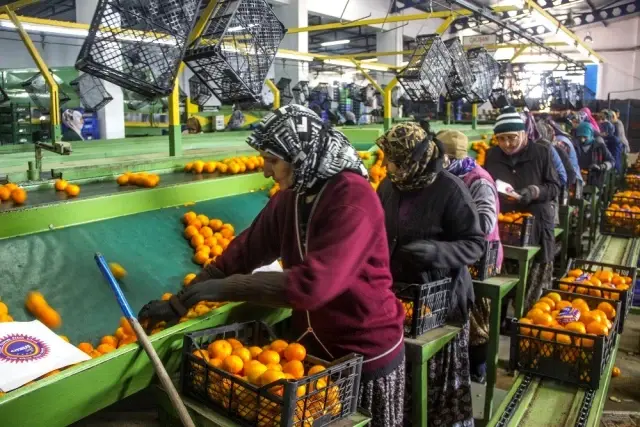 50 yıl önce Balıkesir'de hobi diye başlayan mandalina üretimi dev bir sektör oldu