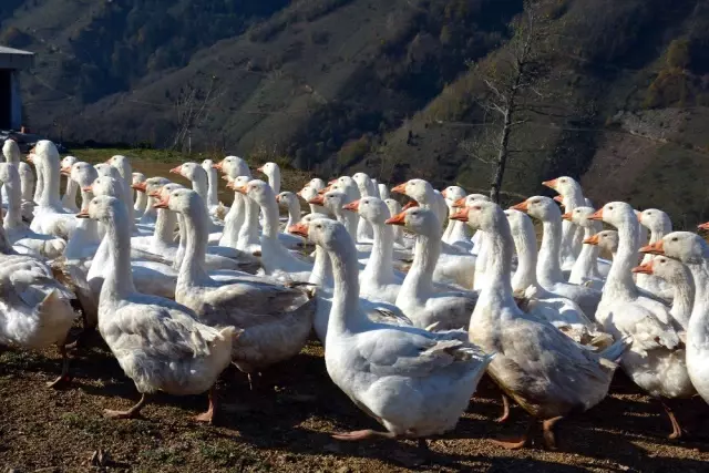 Üniversite mezunu genç kız, kaz yetiştirmeye başladı