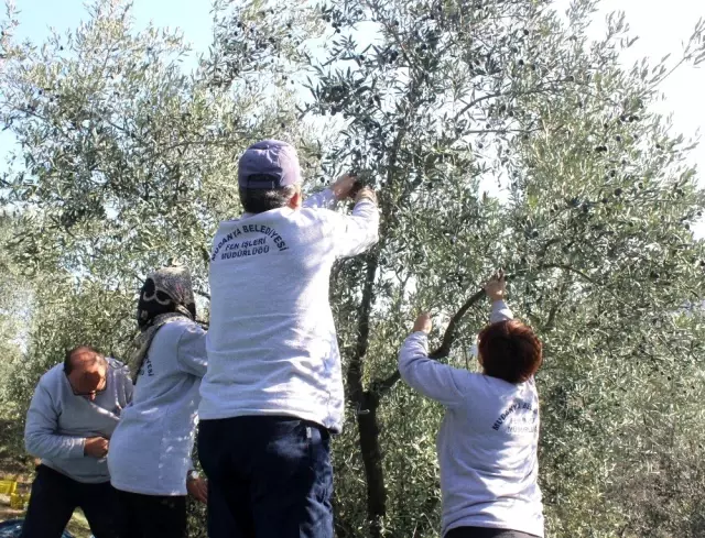 Parklardaki zeytinleri toplayıp ihtiyaç sahiplerinin sofrasına yağ olarak ulaştırıyorlar