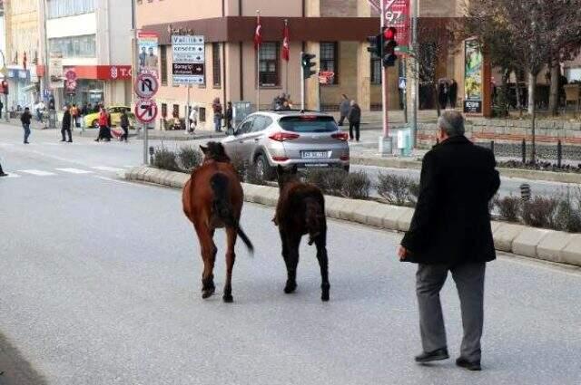 Edirne'de başı boş atlar trafiği karıştırdı