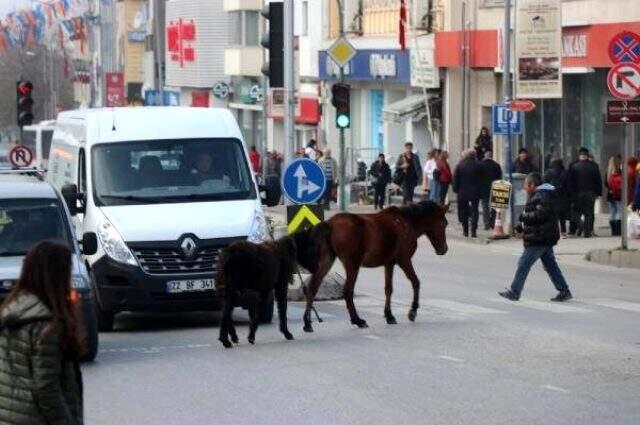 Edirne'de başı boş atlar trafiği karıştırdı