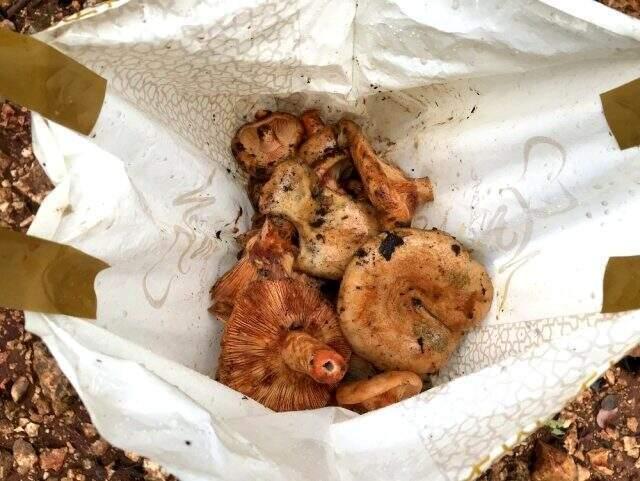 Çıntar mantarını 5 saatte toplayıp, kilogramını 50 TL'den satıyorlar Çıntar mantarını 5 saatte toplayıp, kilogramını 50 TL'den satıyorlar