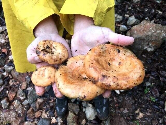 Çıntar mantarını 5 saatte toplayıp, kilogramını 50 TL'den satıyorlar Çıntar mantarını 5 saatte toplayıp, kilogramını 50 TL'den satıyorlar