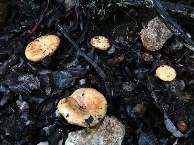 Çıntar mantarını 5 saatte toplayıp, kilogramını 50 TL'den satıyorlar Çıntar mantarını 5 saatte toplayıp, kilogramını 50 TL'den satıyorlar