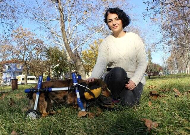 Felçli köpek, özel yaptırılan yürüteç sayesinde ilk adımlarını atmaya başladı