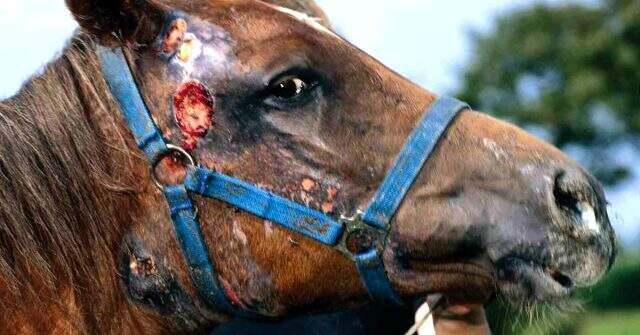 Adalar'daki atlarda ortaya çıkan ruam hastalığıyla ilgili uzman isimden uyarı