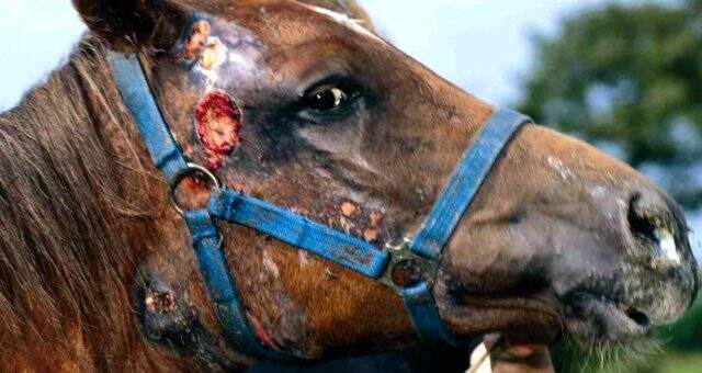 Ruam hastalığı nedir? İnsanlara geçer mi? Büyükada'nın karantinaya alınmasına sebep olan ruam hastalığı nedir?