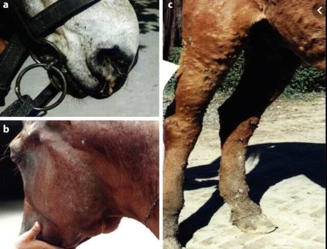 Ruam hastalığı nedir? İnsanlara geçer mi? Büyükada'nın karantinaya alınmasına sebep olan ruam hastalığı nedir?