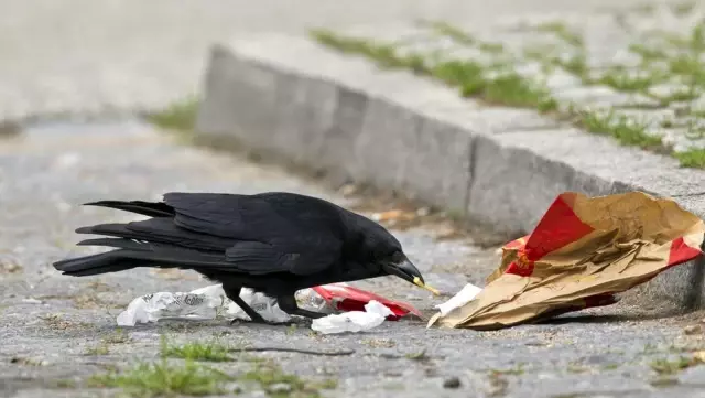 Kargalar, primatlardan sonraki en zeki hayvanlar mı?