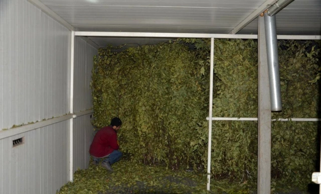 Genç girişimci, kurduğu defne yaprağı tesisi ile dünyaya açıldı