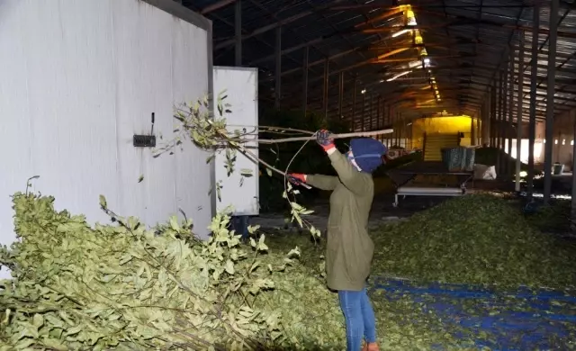 Genç girişimci, kurduğu defne yaprağı tesisi ile dünyaya açıldı