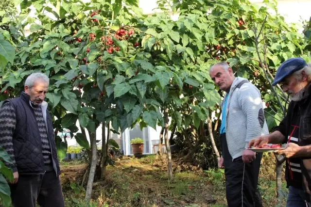 Almanya'dan Rize'ye getirdiği Tamarillo'nun hem meyvesini hem de fidesini satıyor