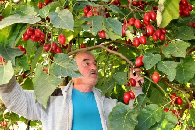 Almanya'dan Rize'ye getirdiği Tamarillo'nun hem meyvesini hem de fidesini satıyor