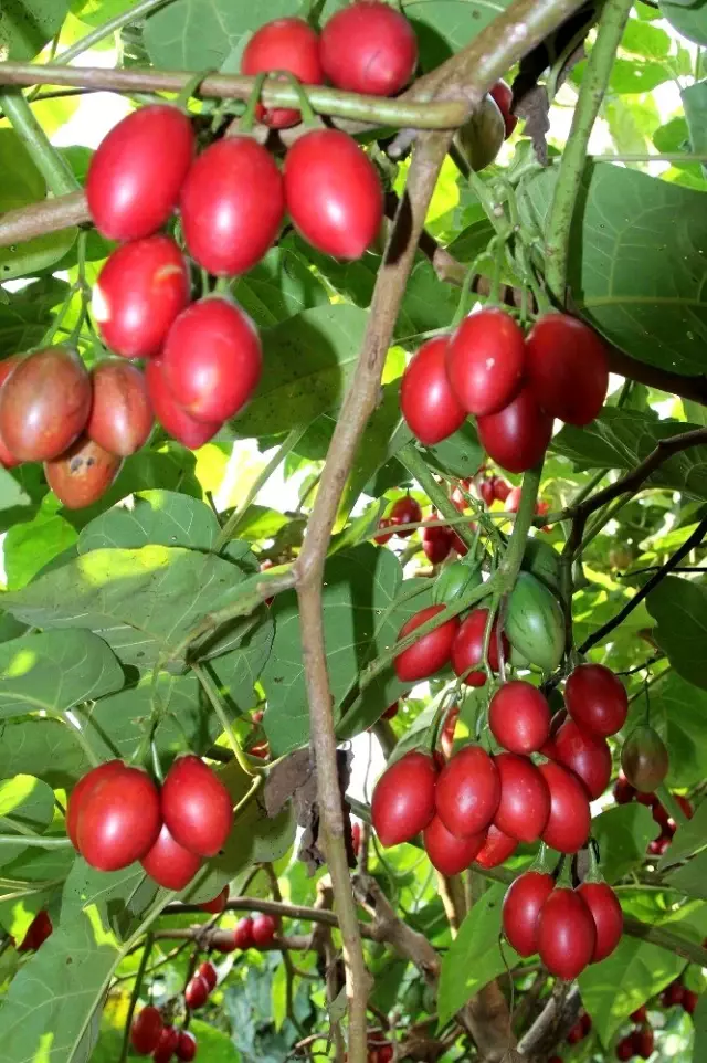 Almanya'dan Rize'ye getirdiği Tamarillo'nun hem meyvesini hem de fidesini satıyor