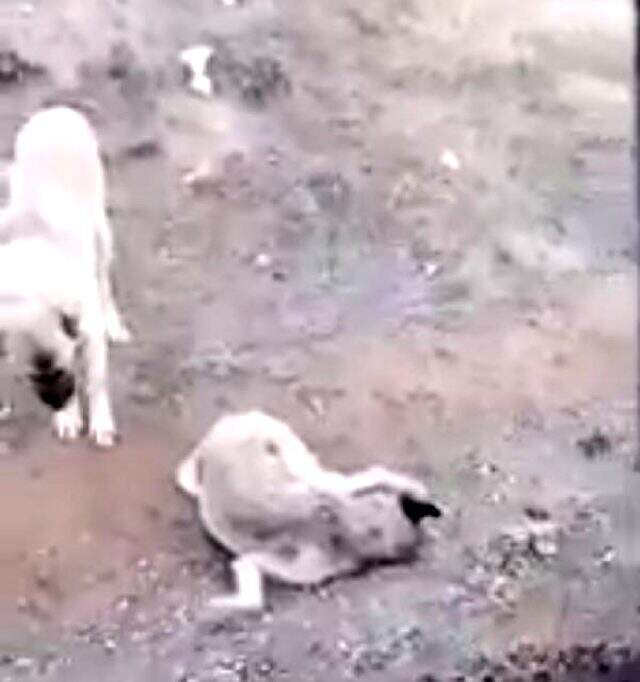 Duygulandıran görüntü! Domuzların saldırısında ölen dişisinin başından ayrılmadı